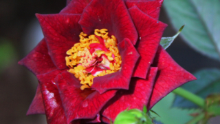 Thumbnail of post image 032