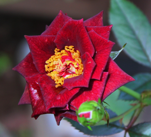 赤系バラ センターピース