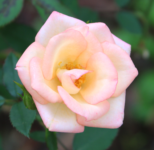 黄色系バラ レインボーズエンド