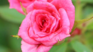 Thumbnail of post image 071