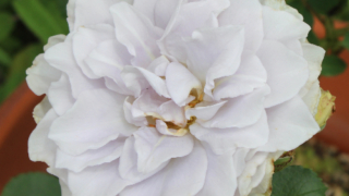 Thumbnail of post image 189