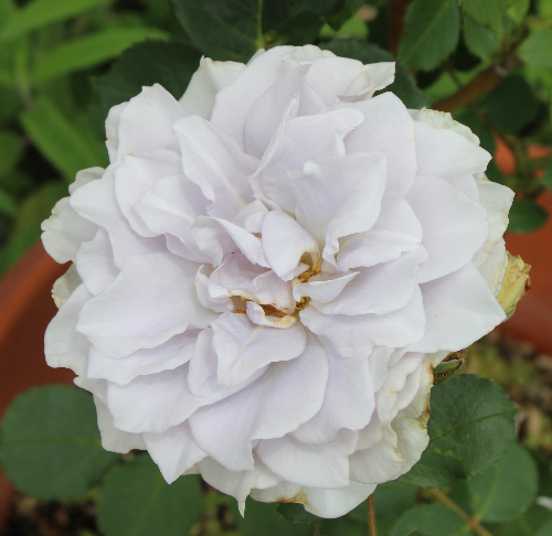 紫のバラ ブルー・グラビティー