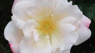 Thumbnail of post image 091