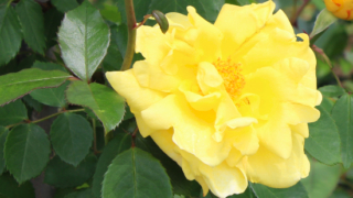 Thumbnail of post image 158