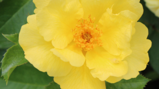 Thumbnail of post image 193